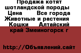 Продажа котят шотландской породы › Цена ­ - - Все города Животные и растения » Кошки   . Алтайский край,Змеиногорск г.